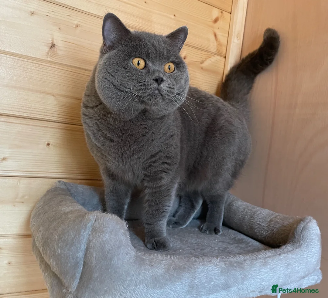 British Shorthair cats for stud: GCCF Active Reg BSH Blue Stud  - Advert 2