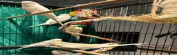 Budgerigars birds for sale: young  budgies available  Wa7  area   - Advert 9