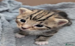 Mixed Breed cats for sale: 1x spotty boy and X3 tabby girls  - Image 3