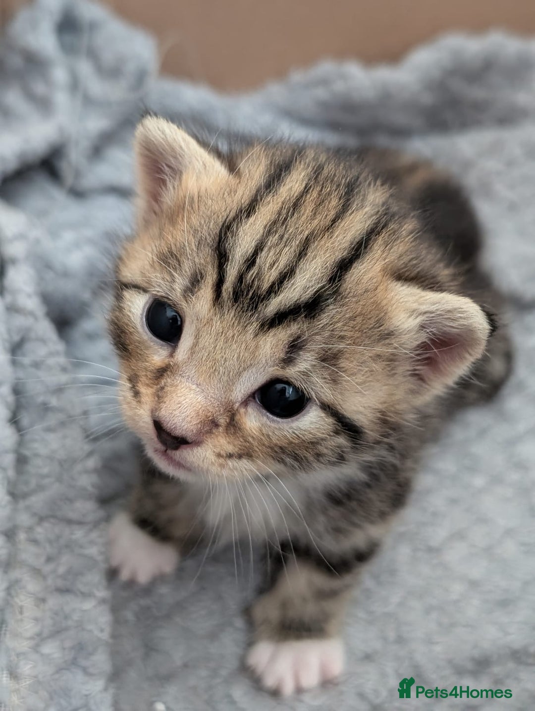 Mixed Breed cats for sale: 1x spotty boy and X3 tabby girls  - Image 3