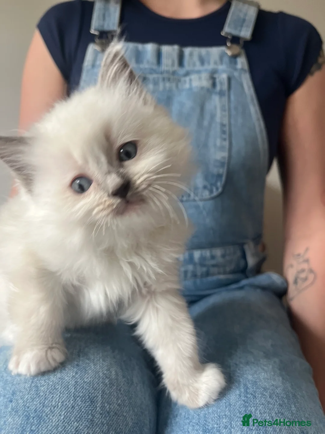 Ragdoll cats for sale: Beautiful Blue Point Ragdoll Kittens - Advert 5