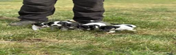 Jack Russell dogs for sale: Jack Russell puppies - Advert 5