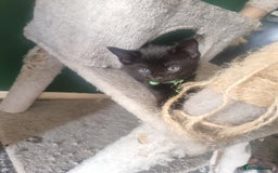Domestic Shorthair cats for sale: 3 black kittens  - Image 2