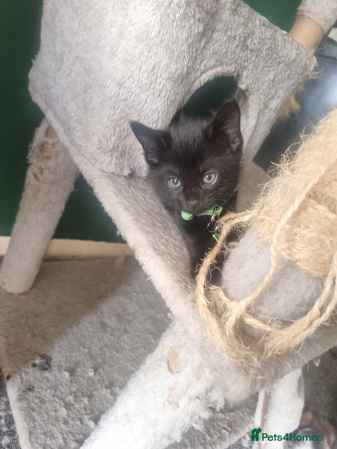 Domestic Shorthair cats for sale: 3 black kittens  - Image 2