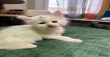 Maine Coon cats - Advert 13