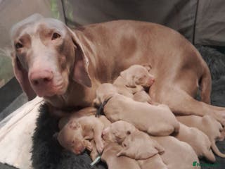 Weimaraner dogs Weimaraner gunalt champion bloodline KCregistered - Advert 2