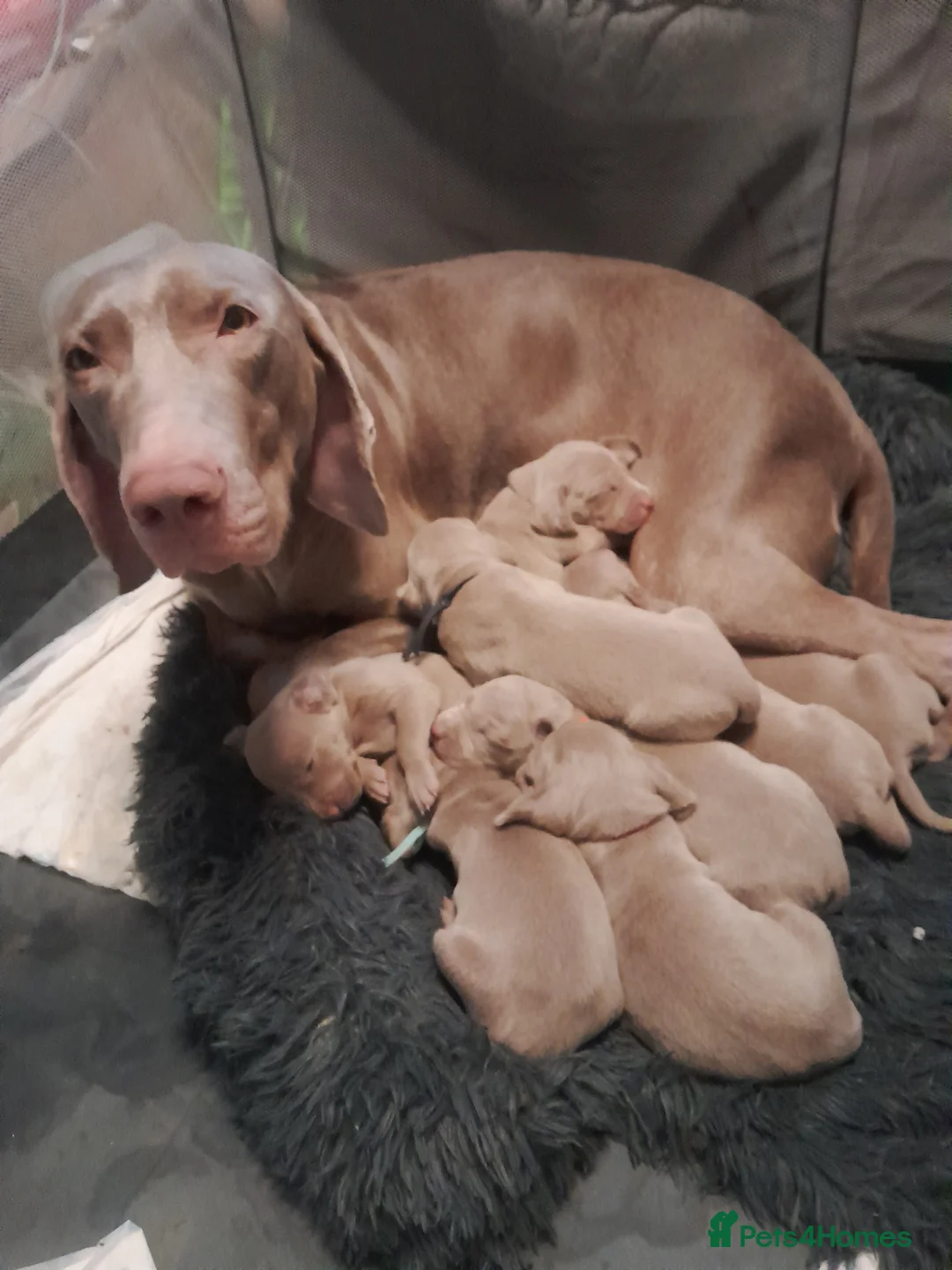 Weimaraner dogs for sale: Weimaraner gunalt champion bloodline KCregistered  - Advert 1