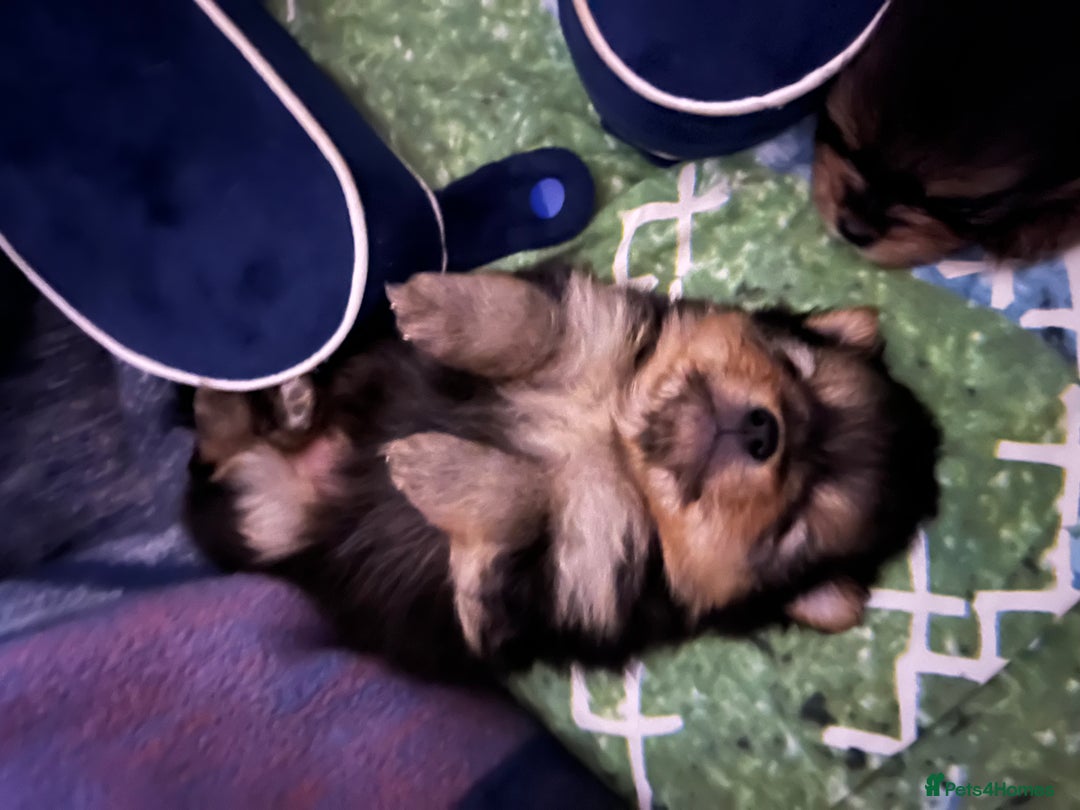 Pomeranian dogs for sale: Gorgeous miniature Pomeranian pups - Advert 1