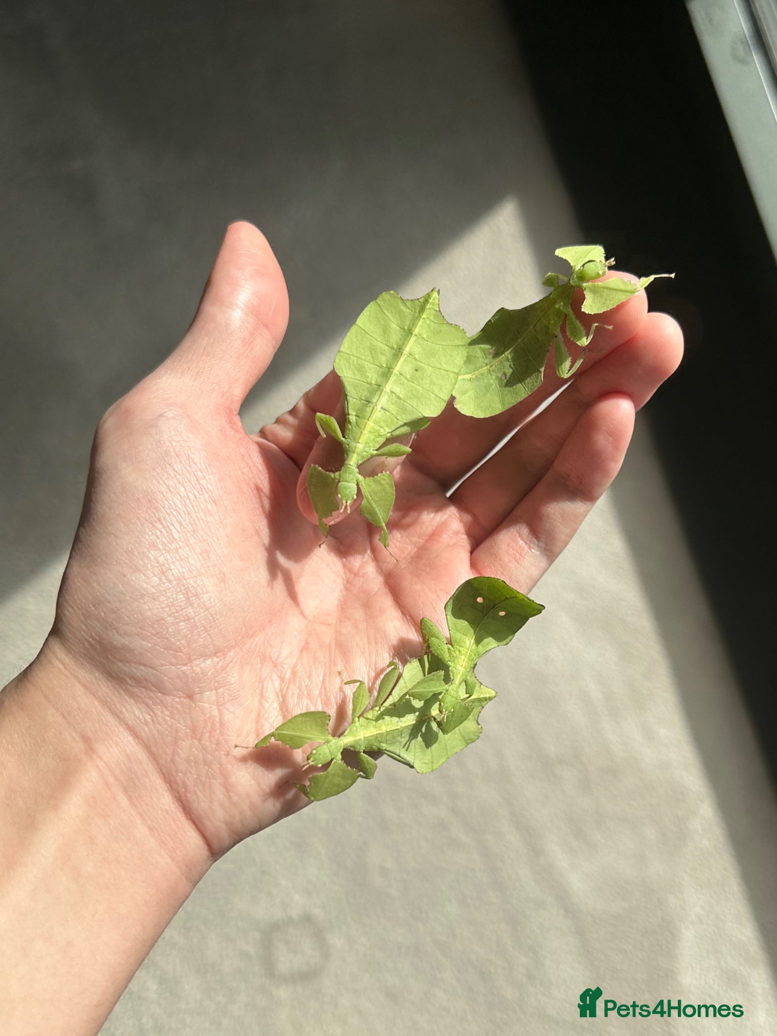 Stick Insects invertebrates 6 × C. limogesi Leaf Insects - £25 Group - Advert 2