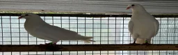 Pigeons birds for sale: French titan "Mirthys" pigeons  - Advert 7