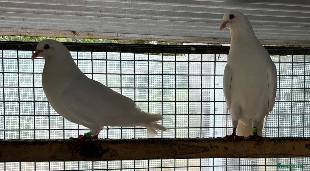 Pigeons birds for sale: French titan "Mirthys" pigeons  - Advert 7