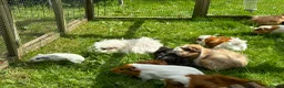 Guinea Pig rodents for sale: Lovely guinea pigs  - Advert 9