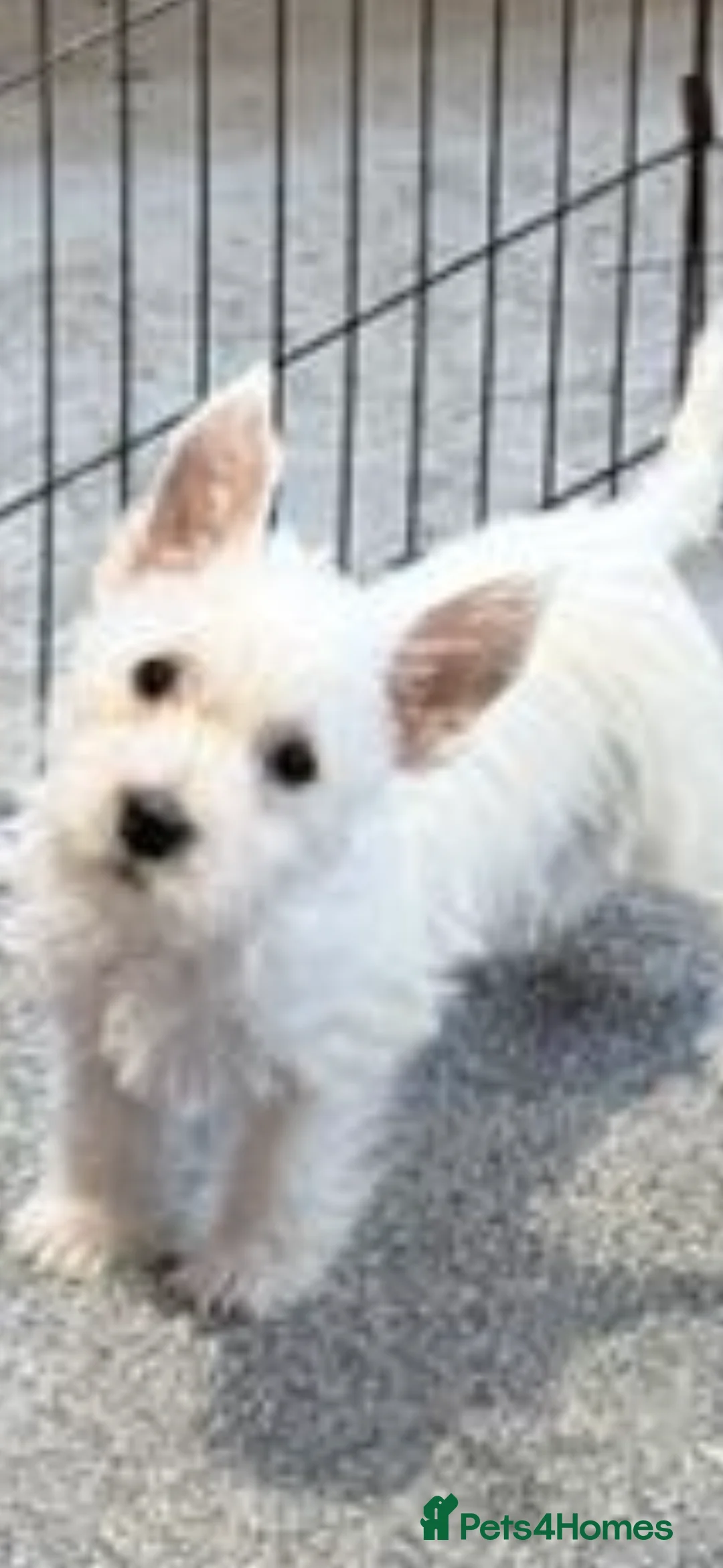 West Highland Terrier dogs for sale: KC REGISTERED WEST HIGHLAND TERRIERS - Advert 10