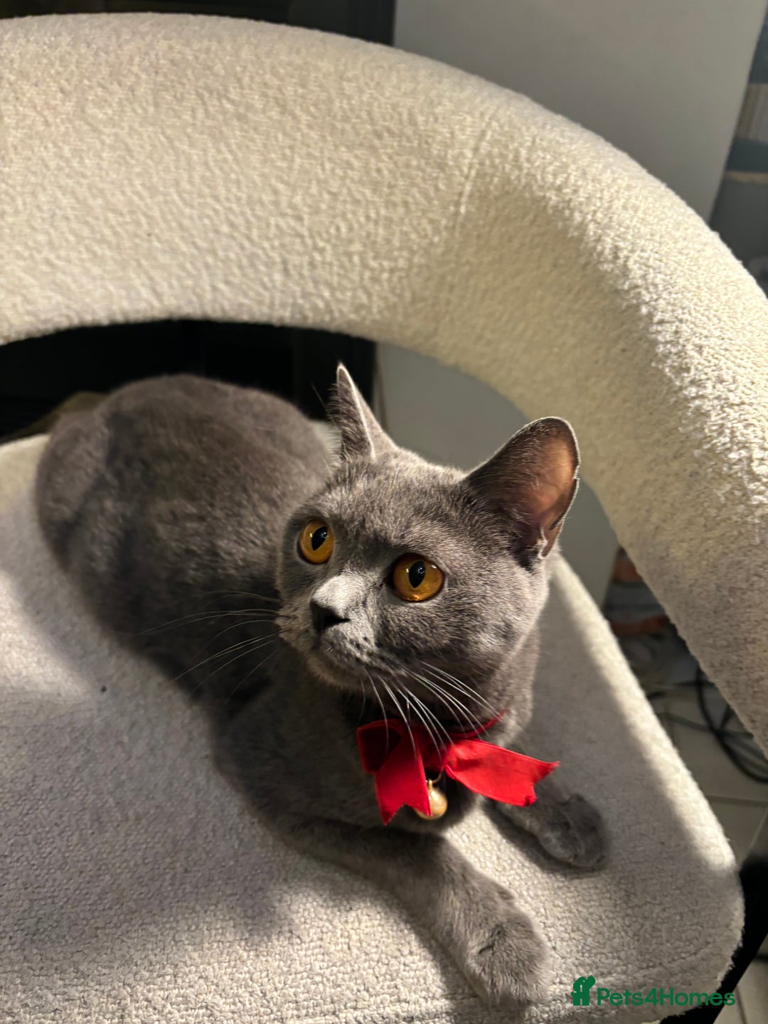 Brazilian Shorthair cats for sale: British Short Hair Kittens Available  - Advert 2