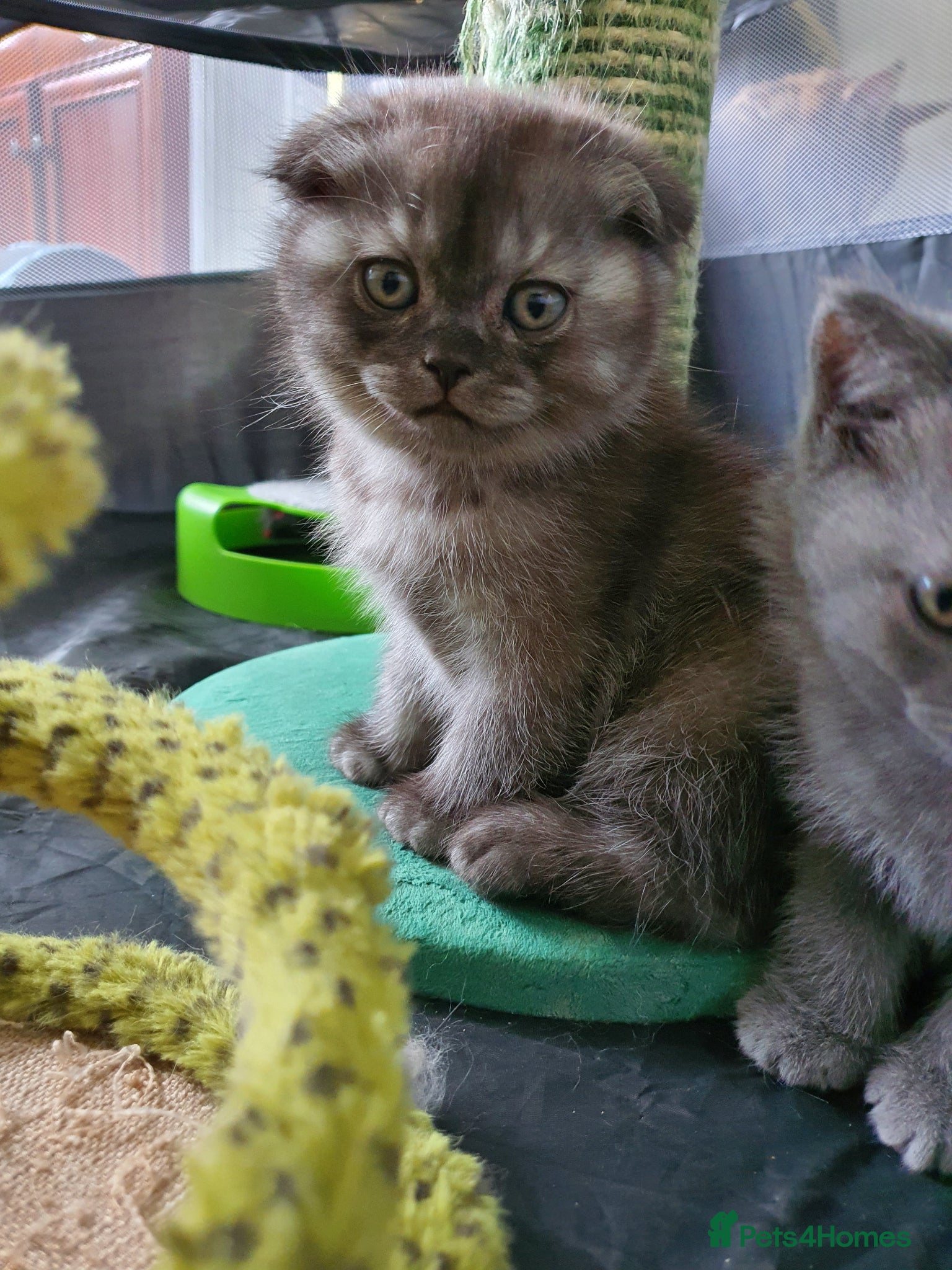 Scottish Fold cats 🐾 Adorable Scottish Fold Kittens  - Advert 1