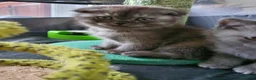 Scottish Fold cats for sale: 🐾 Adorable Scottish Fold Kittens  - Advert 5
