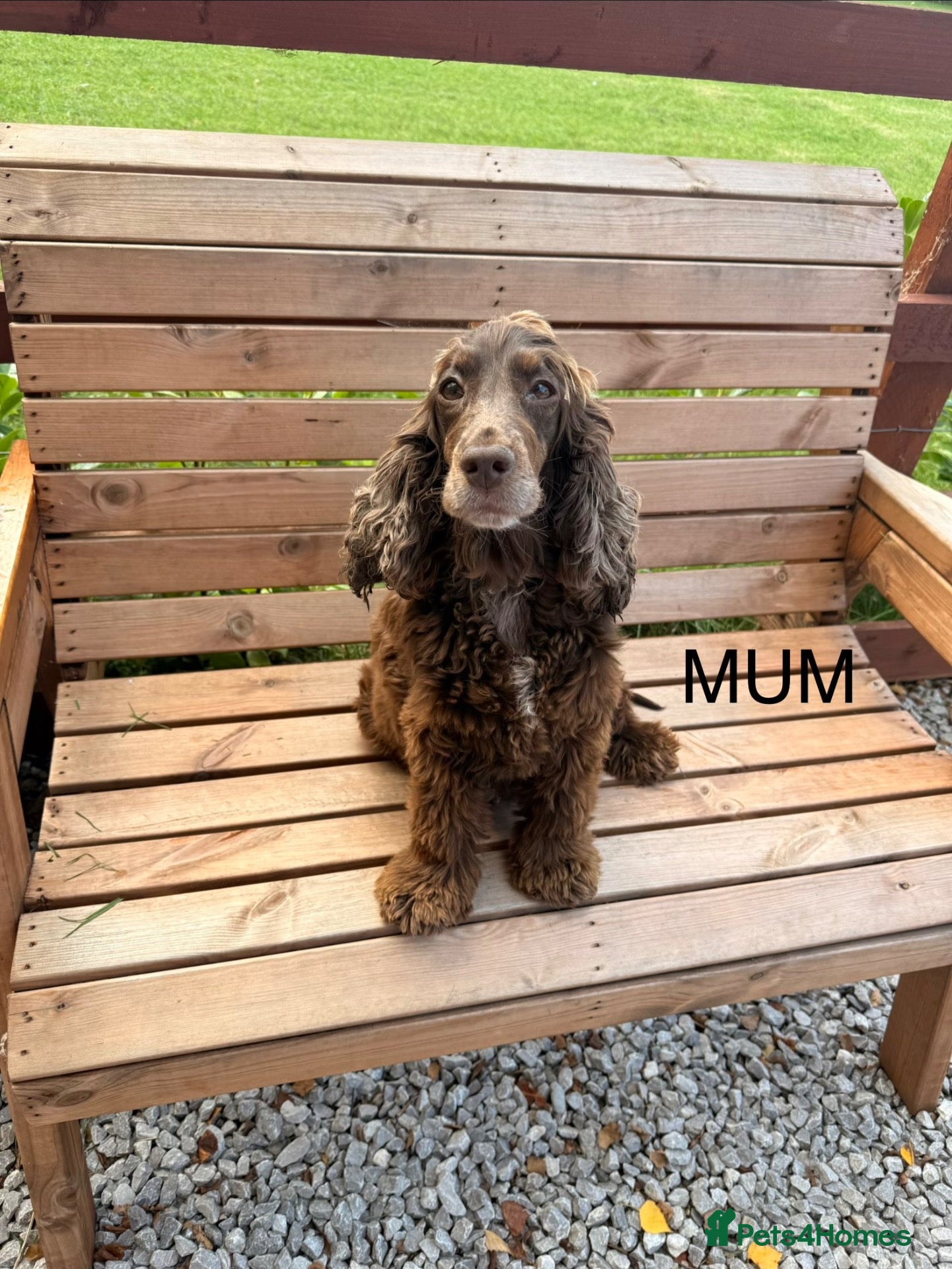 Cocker Spaniel dogs Kc reg Show type cocker spaniels  - Advert 2