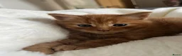 Maine Coon cats for sale: Beautiful Maine Coon Boy - Advert 6