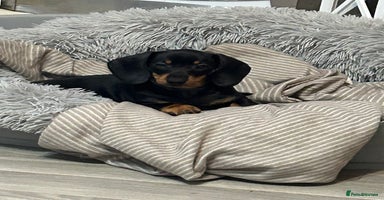 Dachshund dogs - Advert 3