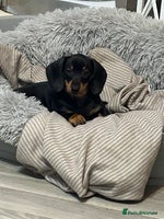 Dachshund dogs - Advert 5