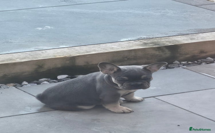 French Bulldog dogs - Advert 1