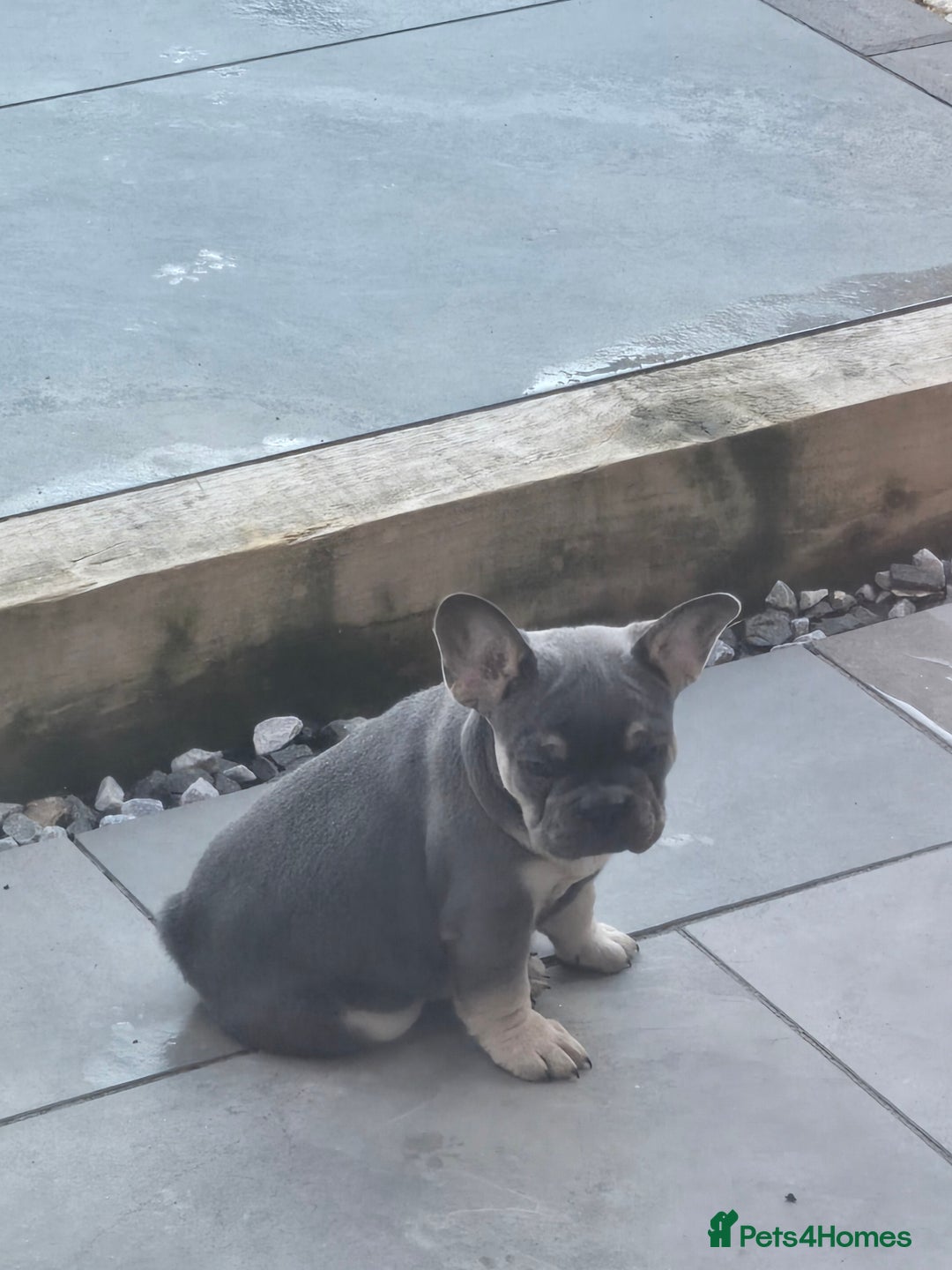 French Bulldog dogs for sale: 2 stunning frenchbulldog boys for sale  - Image 1