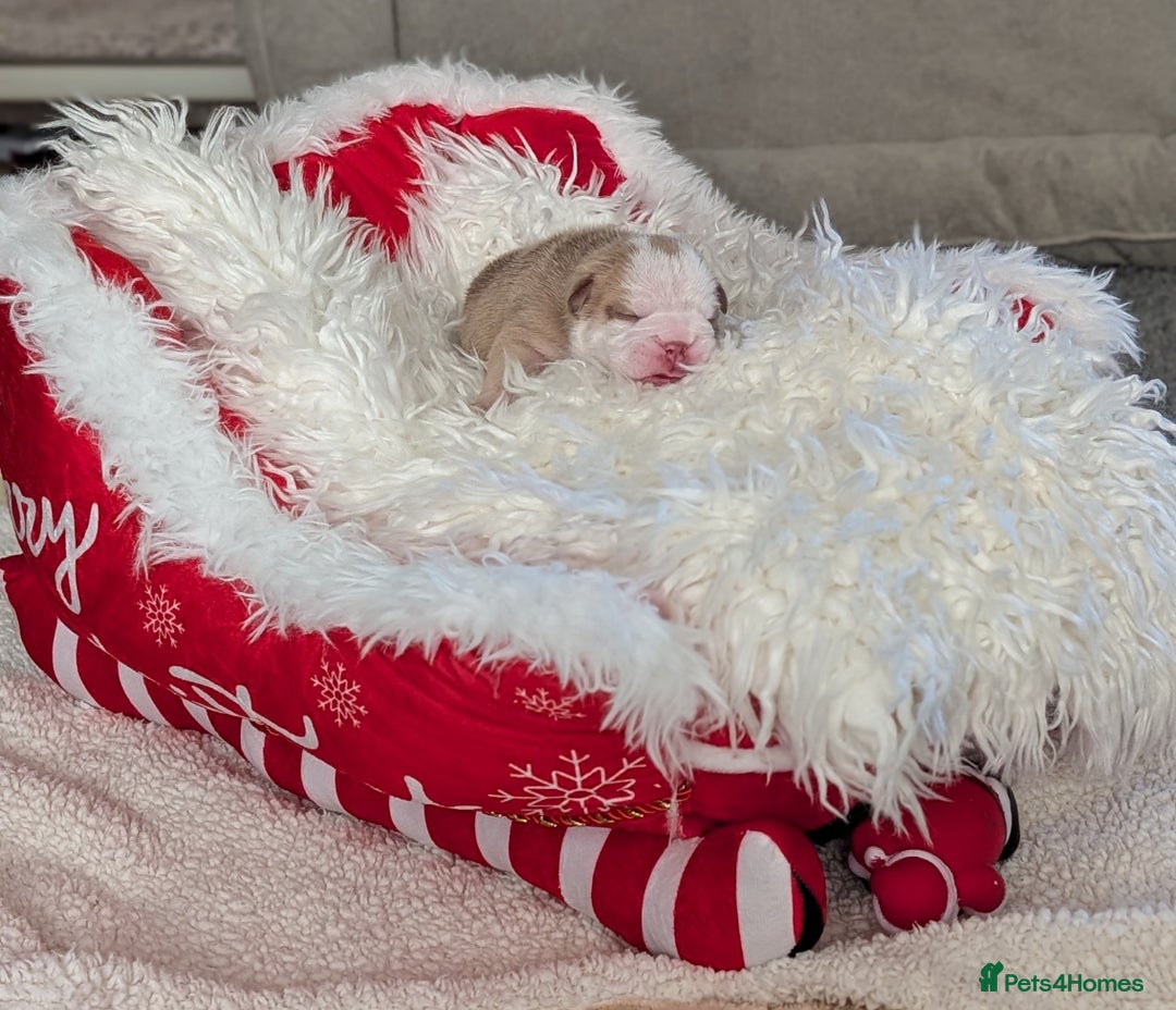 English Bulldog dogs for sale: Outstanding English bulldog puppies  - Advert 9