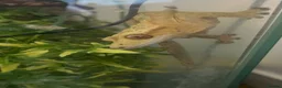 Gecko reptiles for sale: crested gecko  - Advert 4