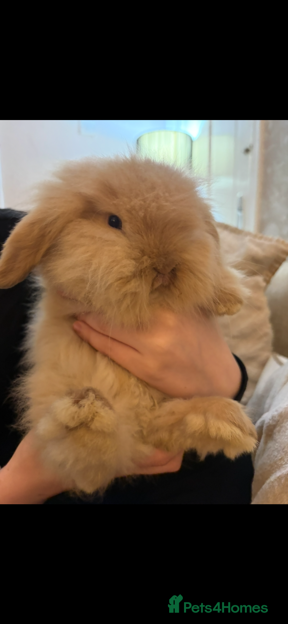 Mini Lion Lop rabbits for sale: Fluffy double mane mini lion lop bunny rabbits - Advert 2