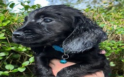 Cocker Spaniel dogs for sale: 3 beautiful working cocker spaniel puppies  - Image 7