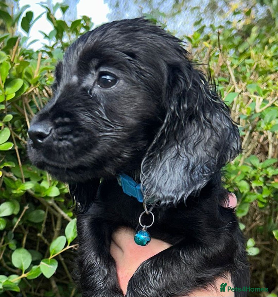 Cocker Spaniel dogs for sale: 3 beautiful working cocker spaniel puppies  - Image 7