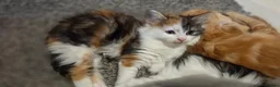 Mixed Breed cats for sale: 3 Beautiful Fluffy Kittens Looking for Homes - Advert 12