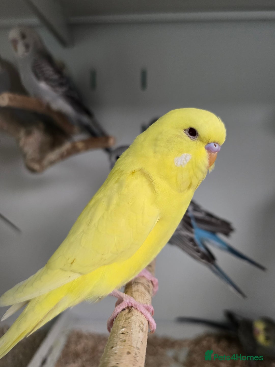 Budgerigars birds for sale: Gorgeous Baby Budgies ready now!!! - Image 3