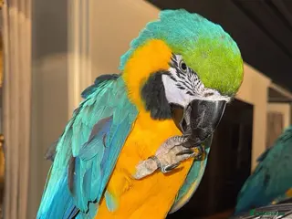 Macaws birds BLUE & GOLD MACAW - Advert 3