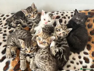 Mixed Breed cats Blue Eyed British Short Hair X Bengal Mix Kittens - Advert 16