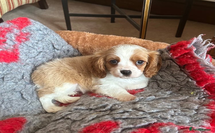 Cavalier King Charles Spaniel dogs - Advert 3