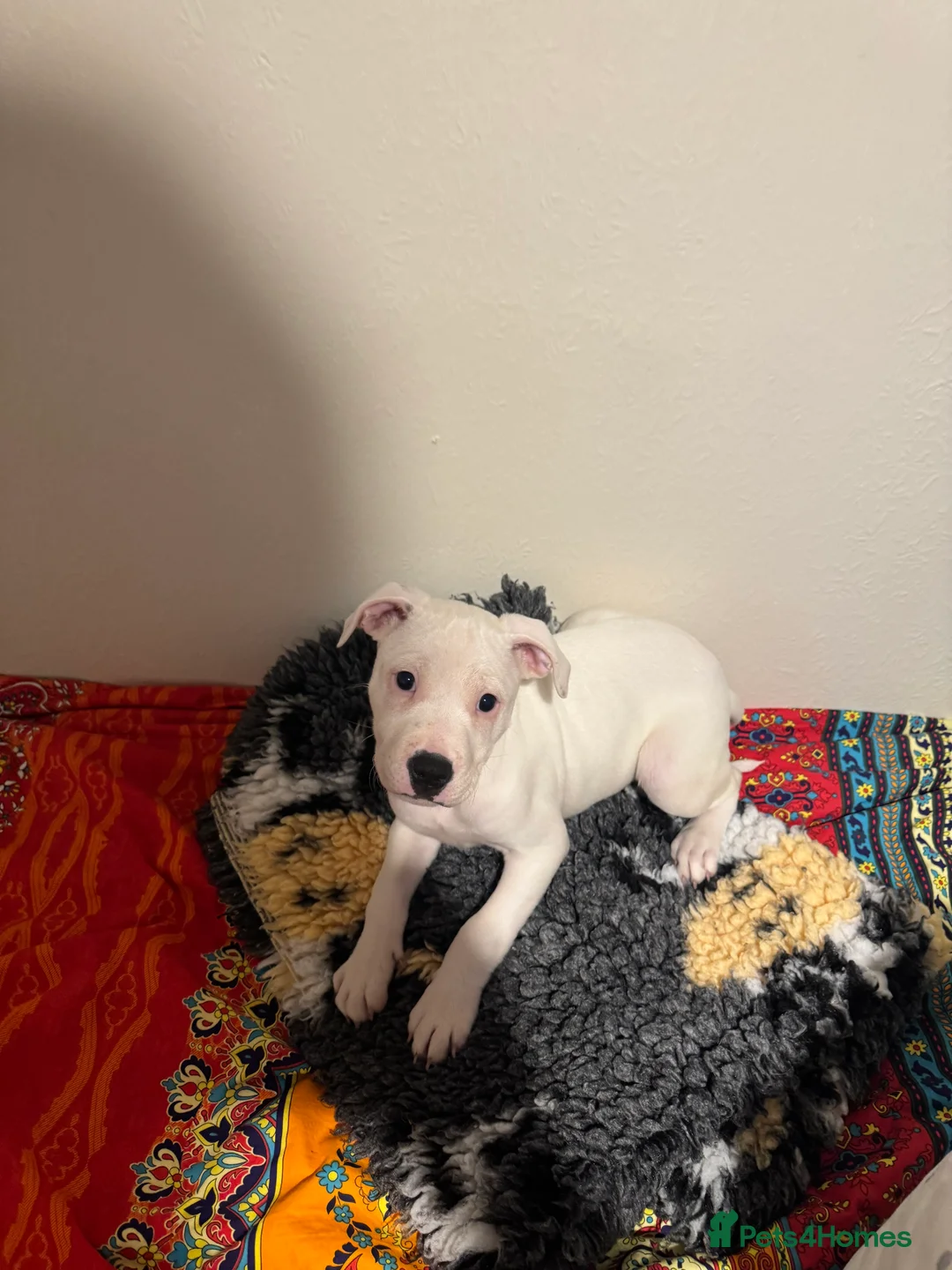 Staffordshire Bull Terrier dogs for sale: Stafford bull terrier female one left - Advert 1