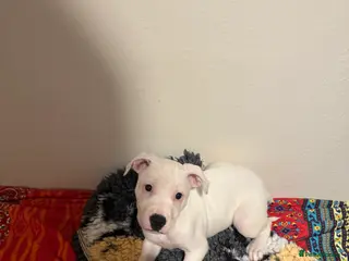 Staffordshire Bull Terrier dogs Stafford bull terrier female one left - Advert 3