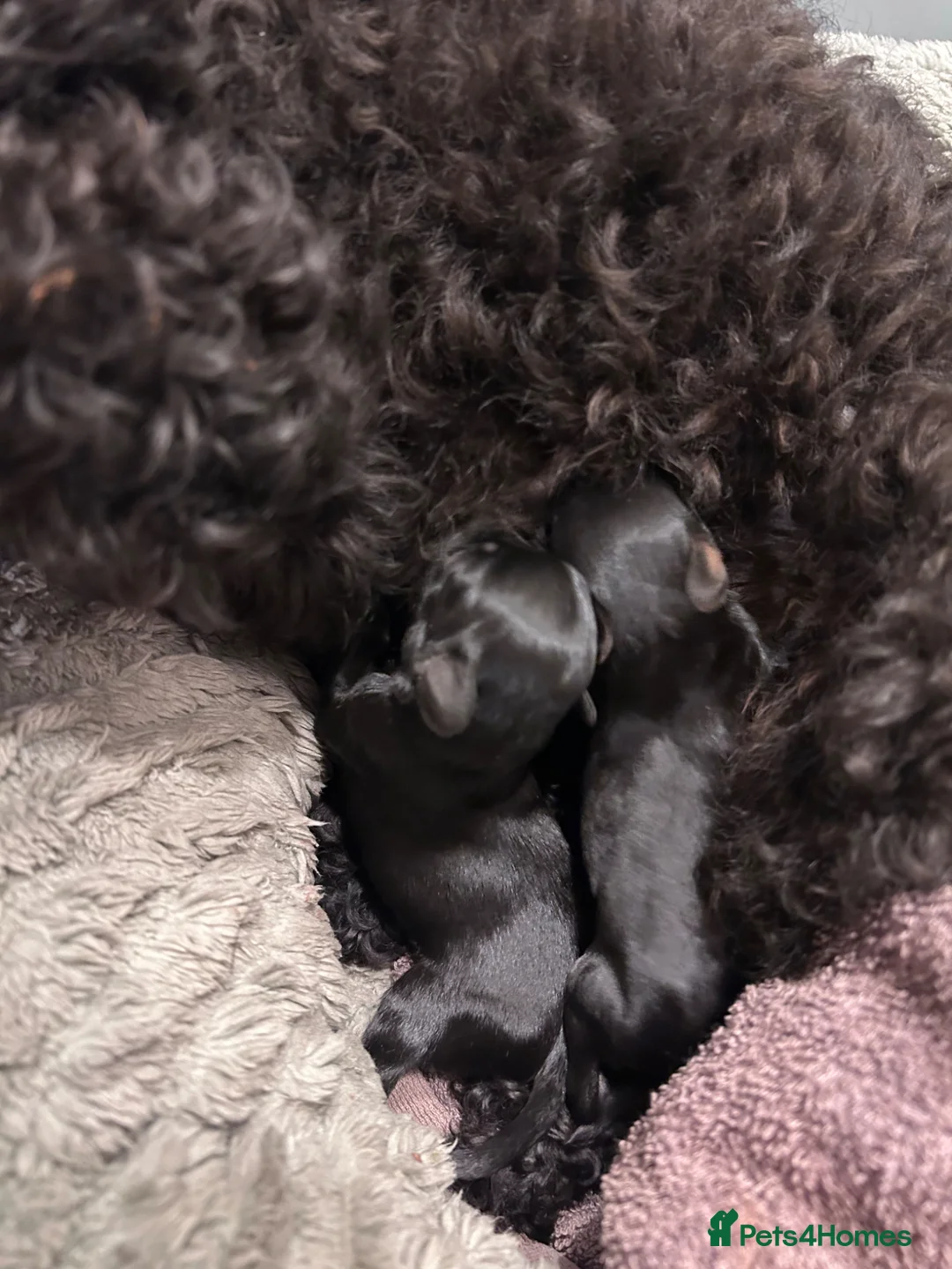 Yorkiepoo dogs for sale: Yorkiepoos  - Advert 5