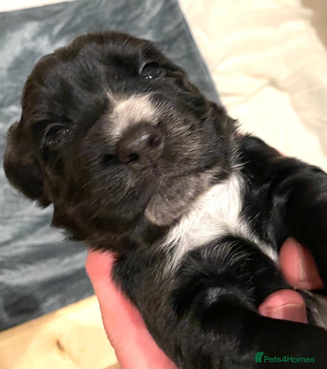 Cocker Spaniel dogs for sale: Cocker Spaniel Puppies - Advert 18