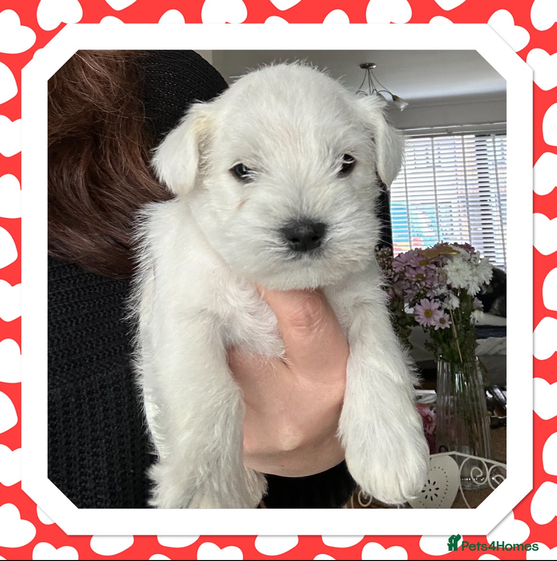 Miniature Schnauzer dogs Stunning KC Reg Miniature Schnauzers - Advert 5