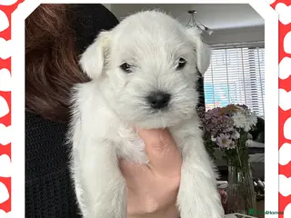 Miniature Schnauzer dogs Stunning KC Reg Miniature Schnauzers - Advert 5