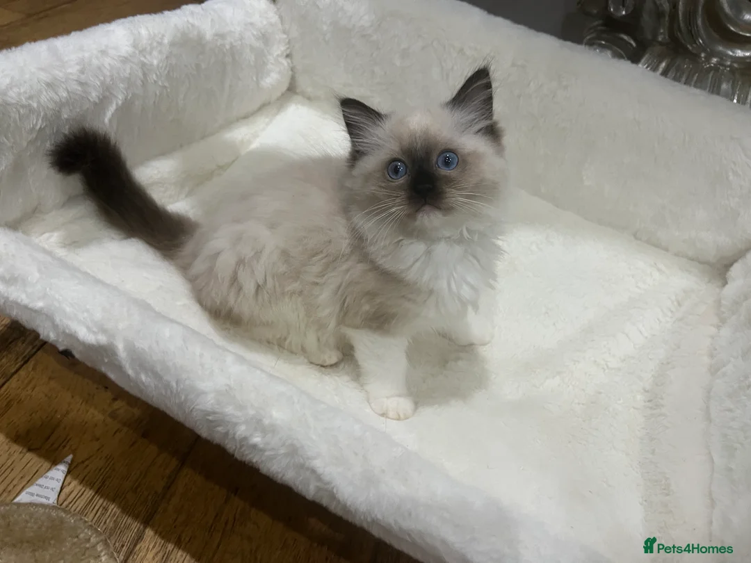 Ragdoll cats for sale: Reserved…Waiting list available - Advert 2