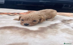 Cocker Spaniel dogs for sale: cocker spaniel puppies - Image 4
