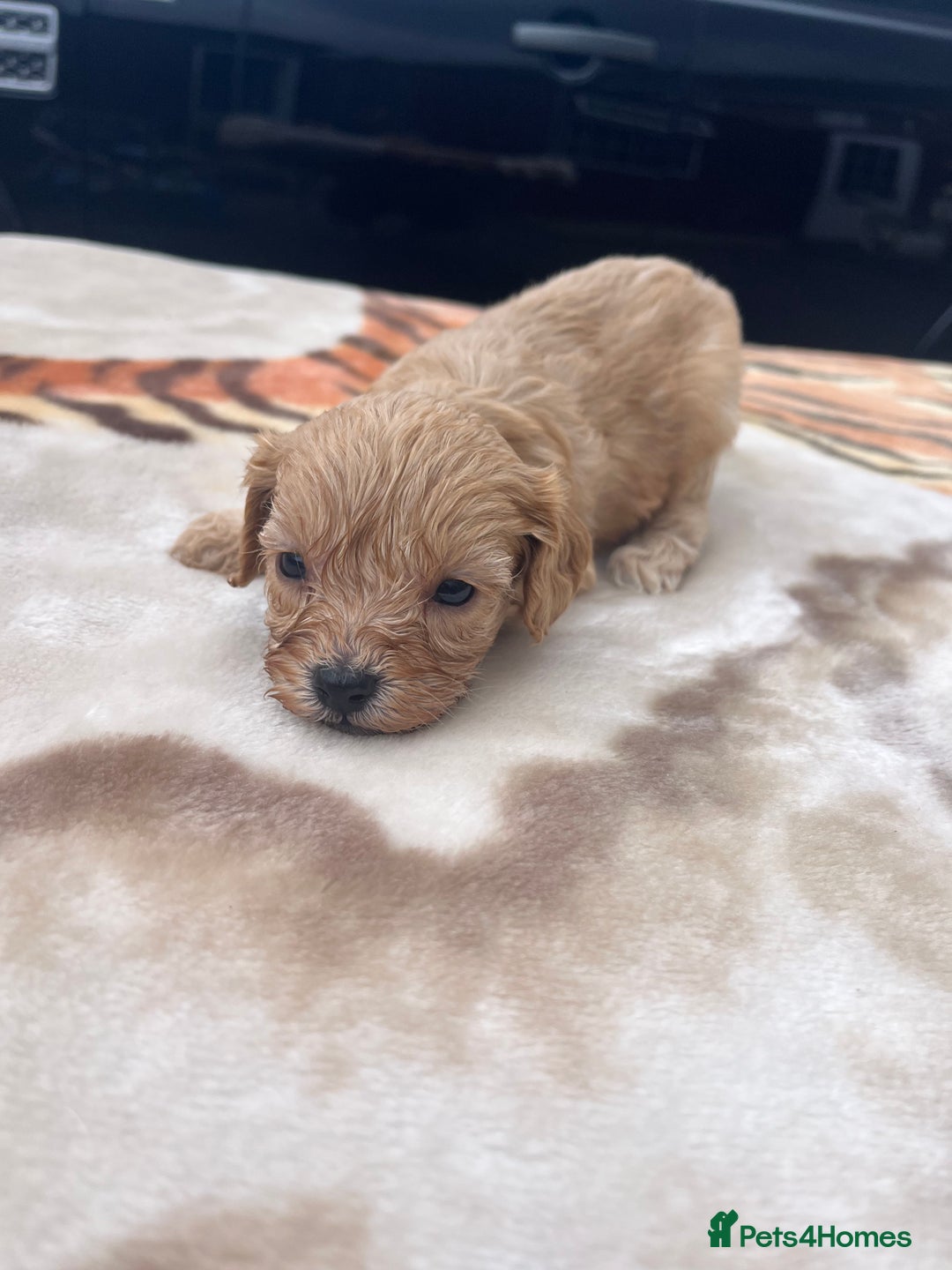 Cocker Spaniel dogs for sale: cocker spaniel puppies - Image 4