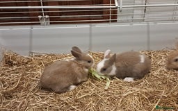 English rabbits for sale: Rabbits for sale - Image 2