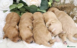Cavapoo dogs for sale: *HEALTH TESTED* CAVAPOO PUPPIES - Image 12