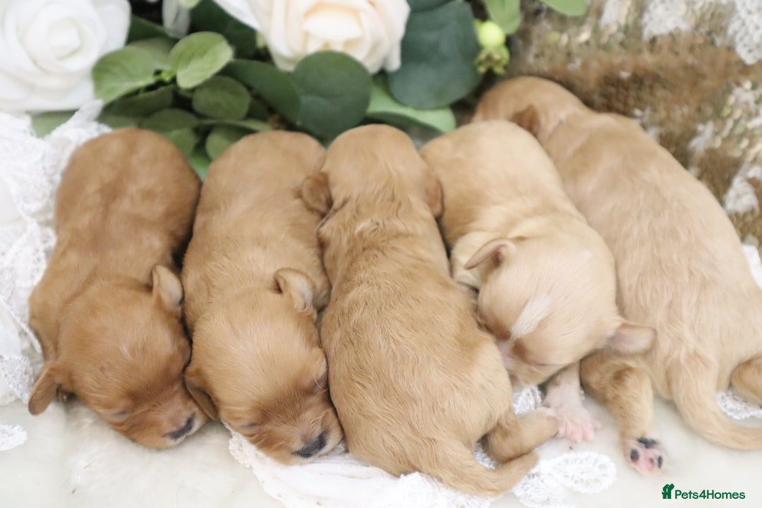 Cavapoo dogs for sale: *HEALTH TESTED* CAVAPOO PUPPIES - Image 12