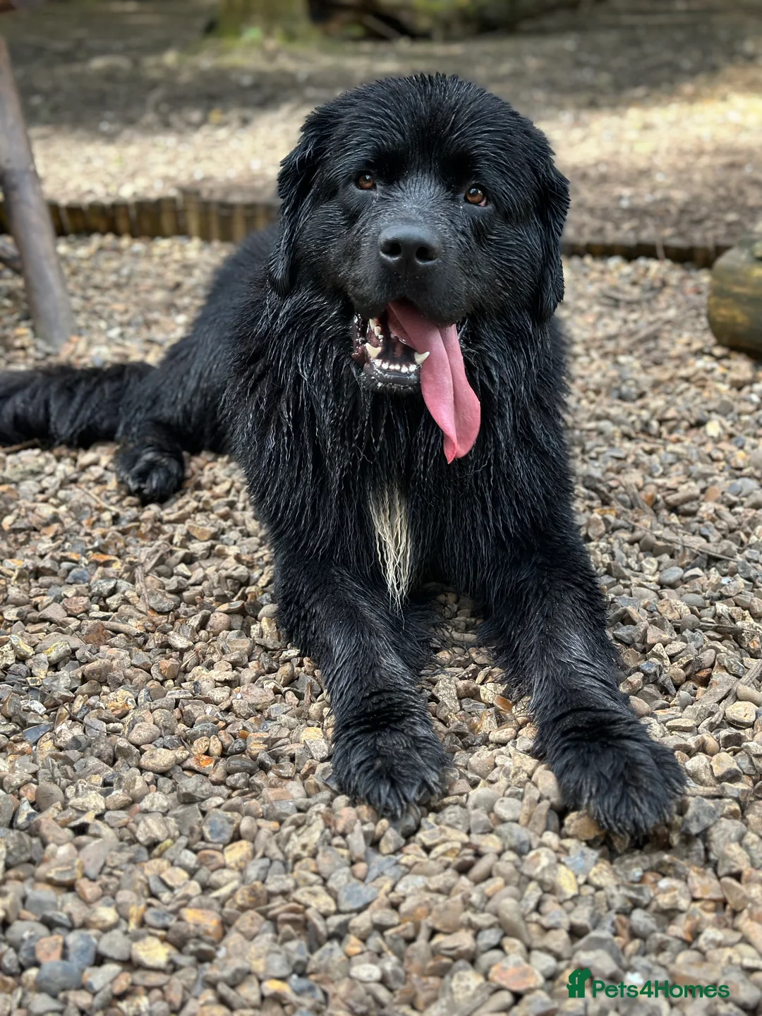 Newfoundland dogs for sale: Pure Newfoundland Puppies - Advert 1