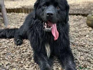 Newfoundland dogs Pure Newfound Puppies - Advert 1